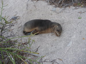 A Sealion cub waiting for its mother to return from catching food