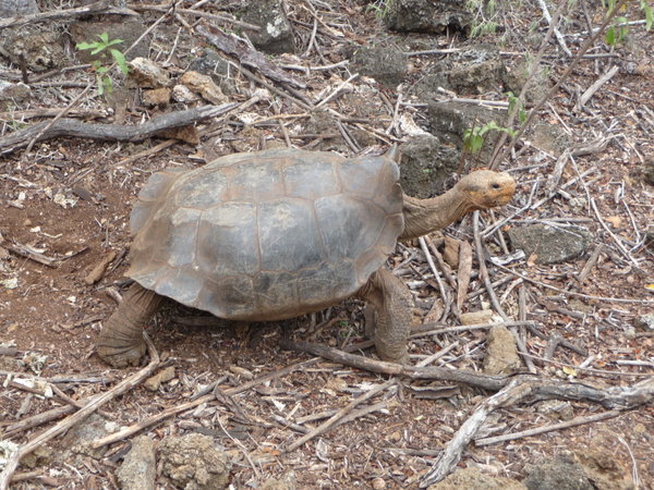 One of the endagered tortoises from Espana Island brought to the Darwin Centre to breed
