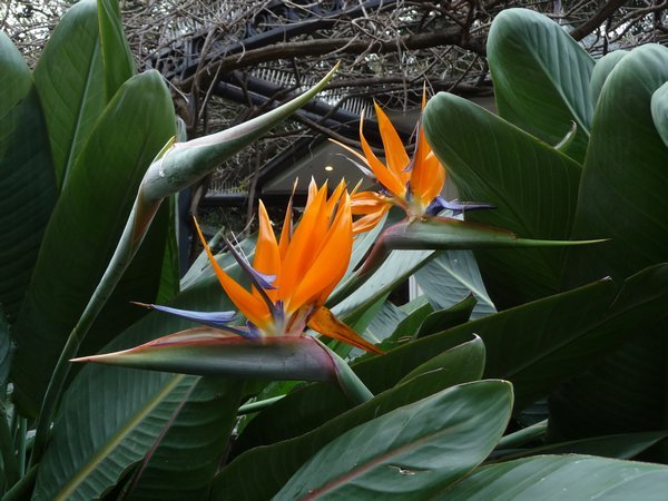 A Bird of Paradise plant that flowers more than yours Mum!!