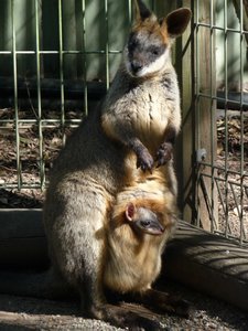 Kangaroo with baby in puch