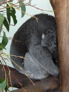 A Koala who has given up!