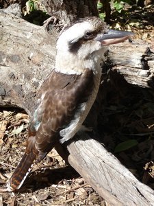 Kookabura
