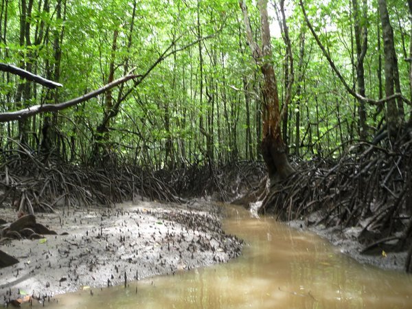 Deep in the mangroves