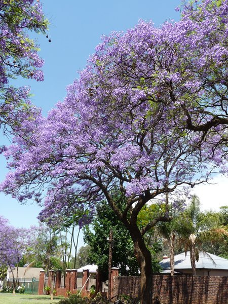 The pretty Jacaranda tree