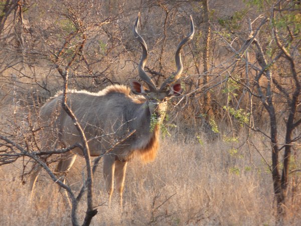 The beautiful Kudu