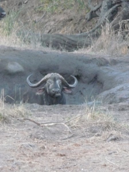 Water Buffalo wallowing its waterhole