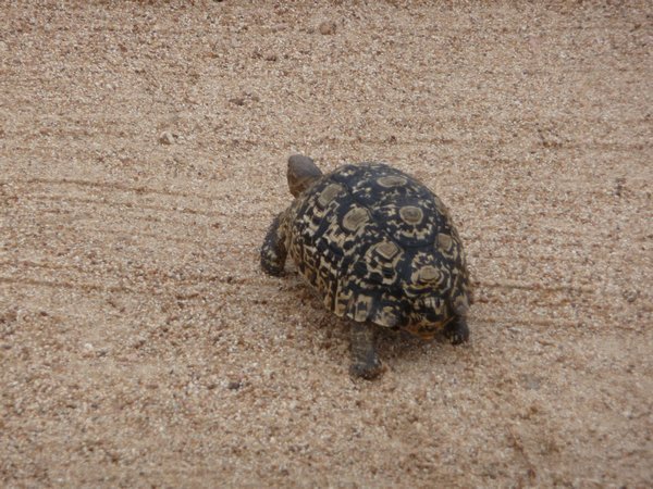 Leopard Shell Tortoise