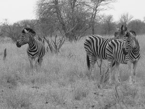 Zebras just chilling