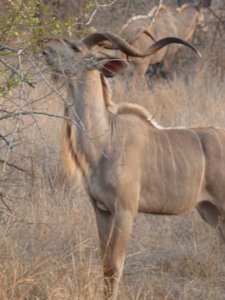 The majestic Kudu....