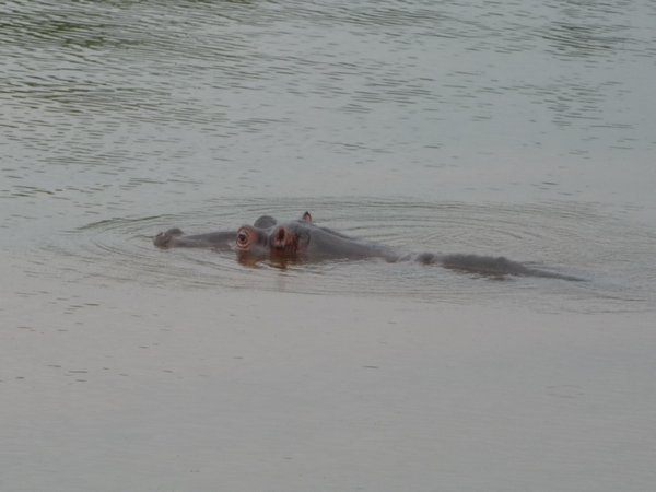 Another hippo!