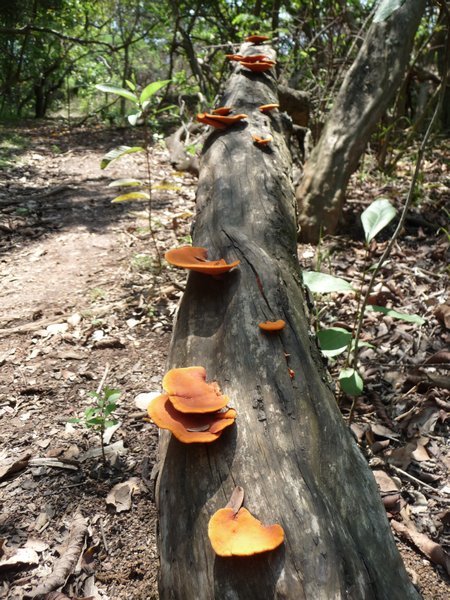 Mushroom anyone?