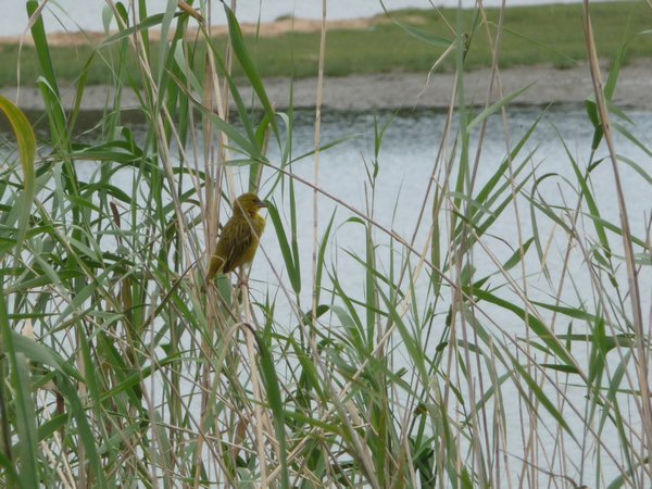 Weaver bird nesting in the reeds