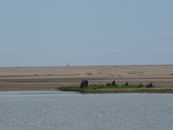 The first hippo I saw out of water!!