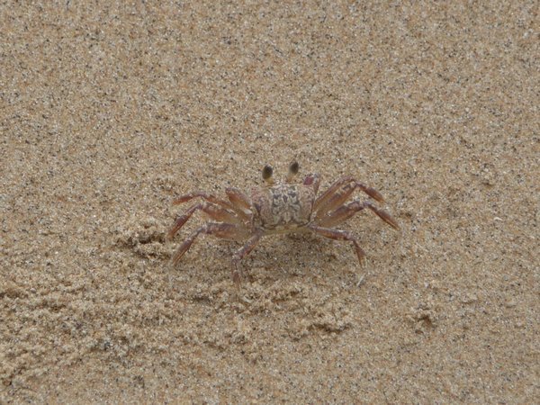 Crab running scared