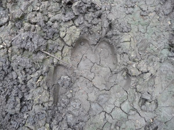 Thats on big hippo footprint!