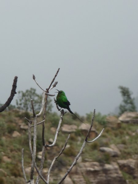 A noisy green bird (once again I have no name to provide you with)
