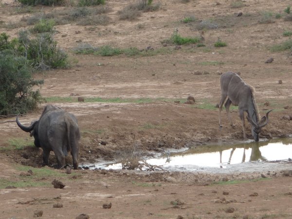 Water Buffalo and Kudu sharing a drink