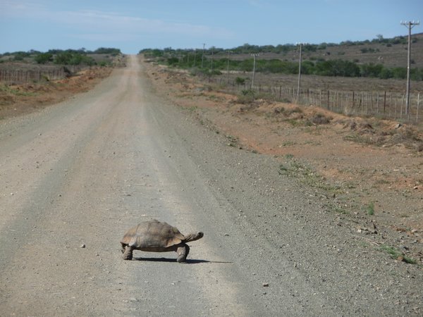 Watch out Tortoise crossing!