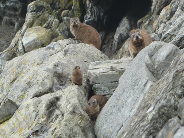 A nosey Rock Hyrax family