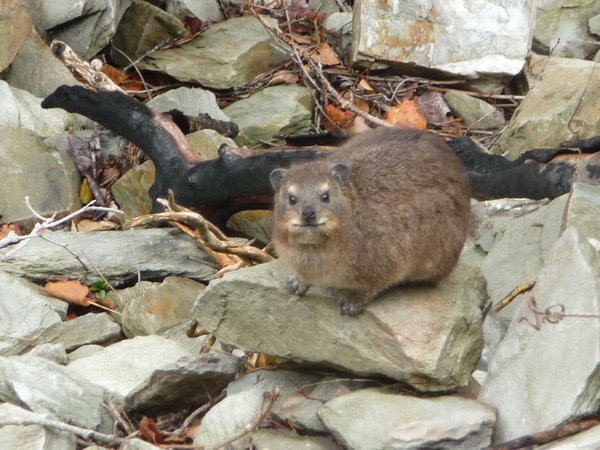Another Rock Hyrax 