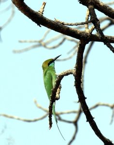Green Bee Eater!!
