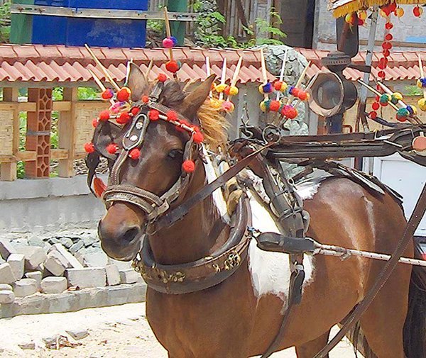 Pony Cart