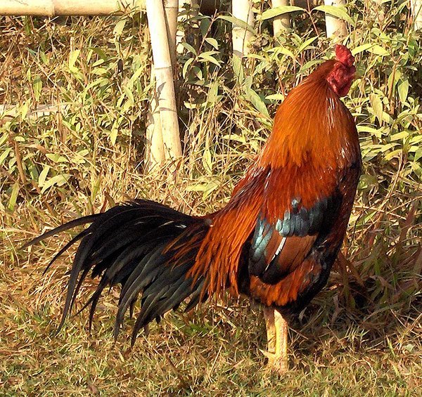 Lao Has The Best Looking Roosters In The World