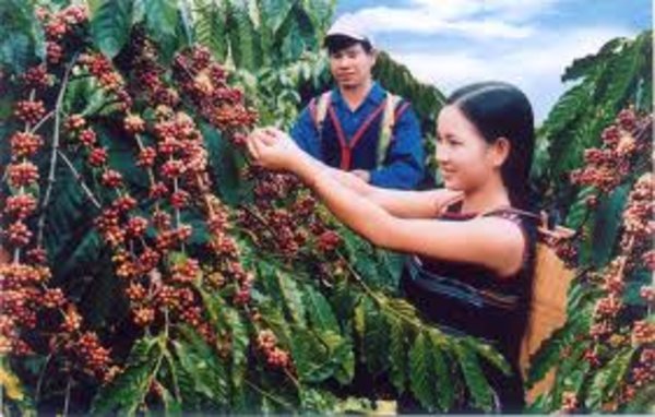 Coffee Plantations