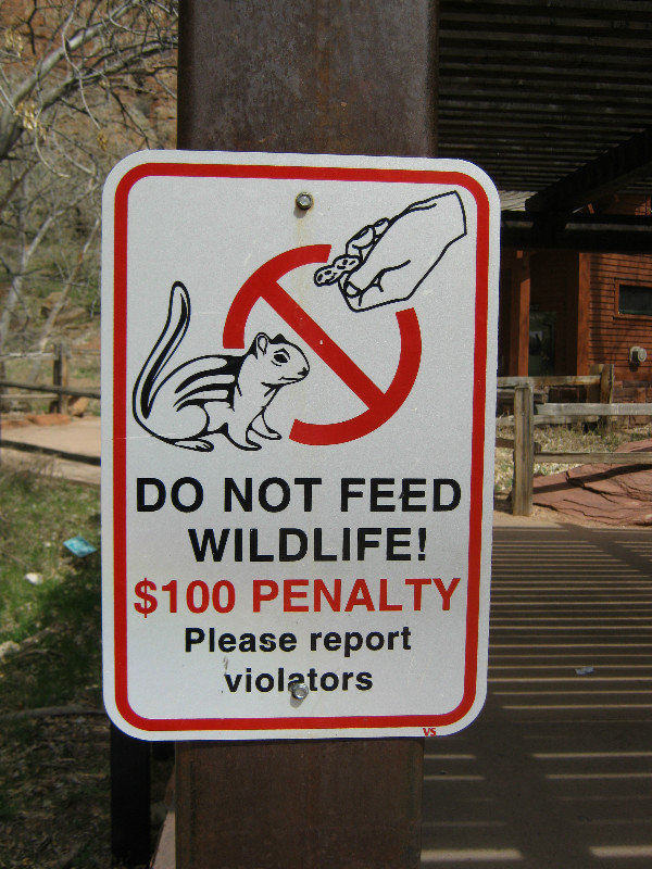 squirrel warnings