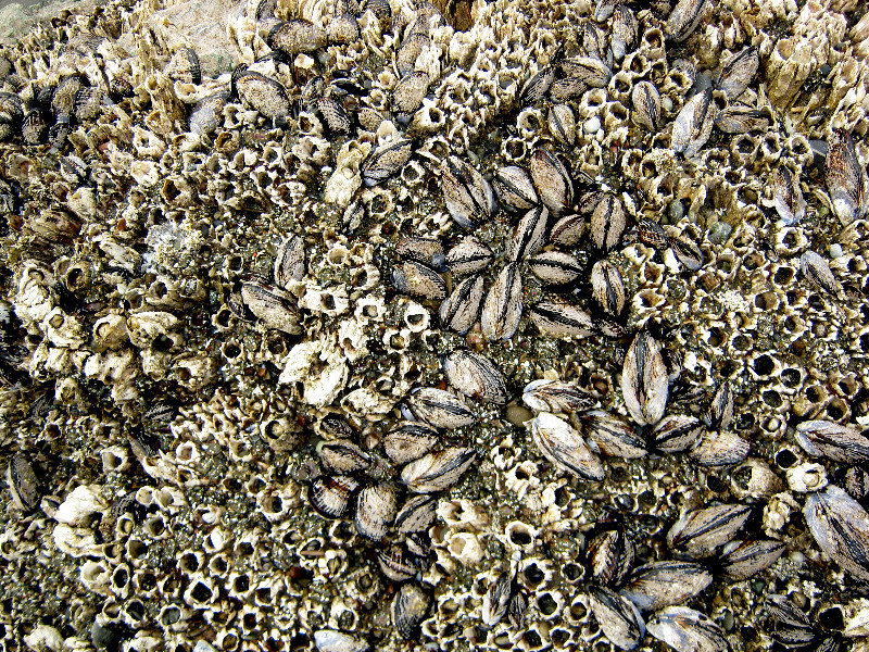 Mussels vs. Barnacles