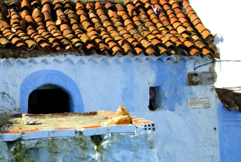 Lazy Roof Cat