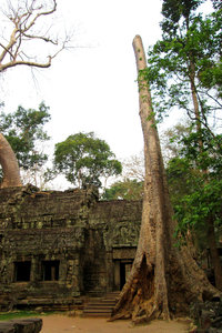 Ta Prohm Entry