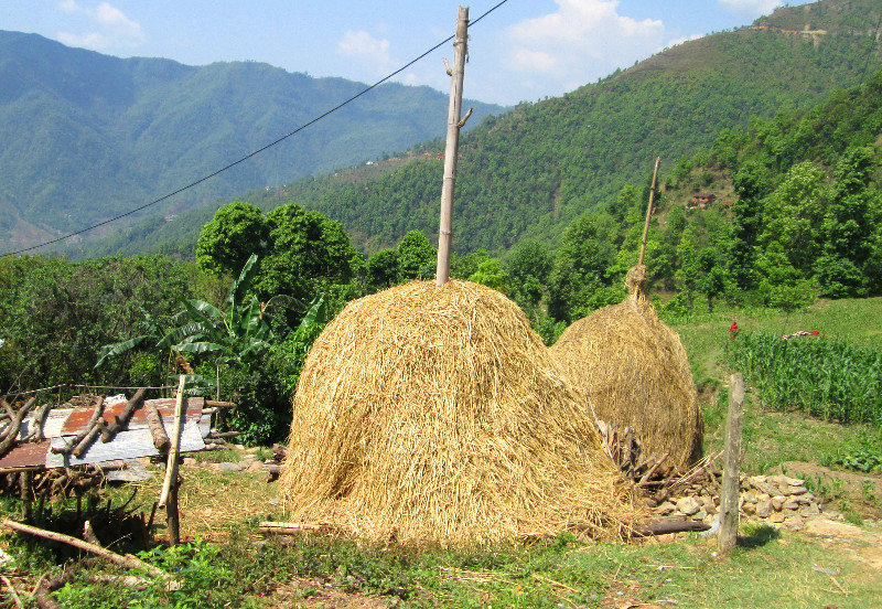 Nepali Haystack