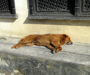 Jomsom Dog After A Long Cold Night