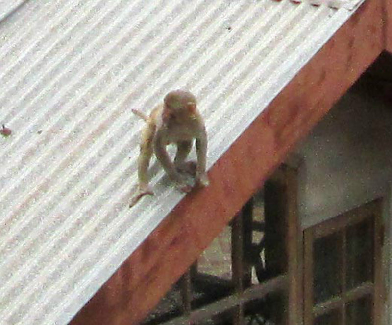 Baby Monkey Burglar