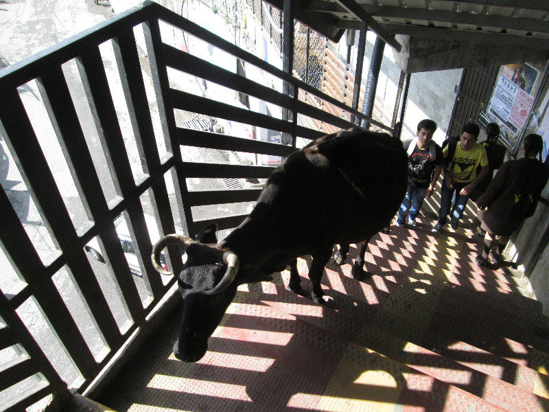 Stair Cow