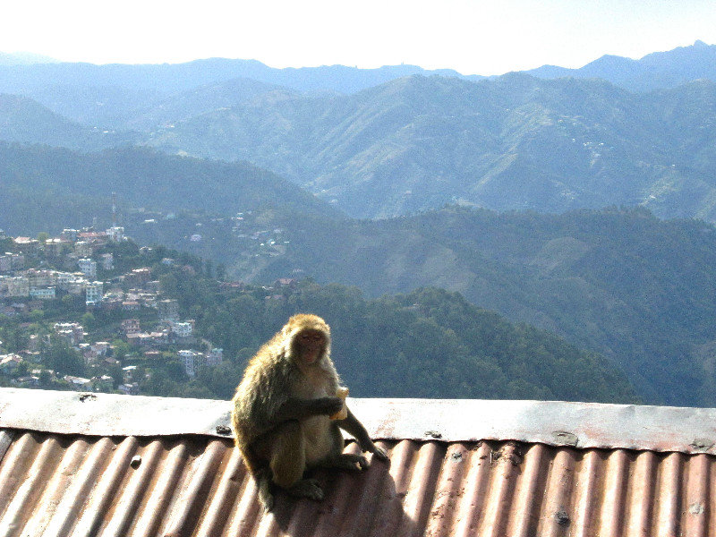 Monkey With A View
