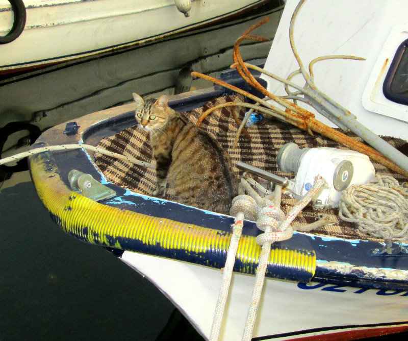 Fishing Boat Cat