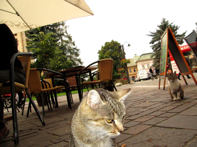 Cafe Cats