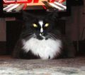 The Ostrowski's Cat; 'Obie'