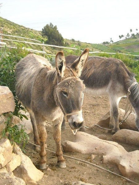 More Donkey Action