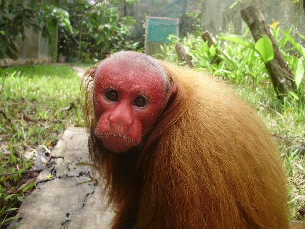 Red Face Monkey