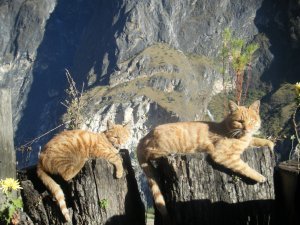 Mountain cats