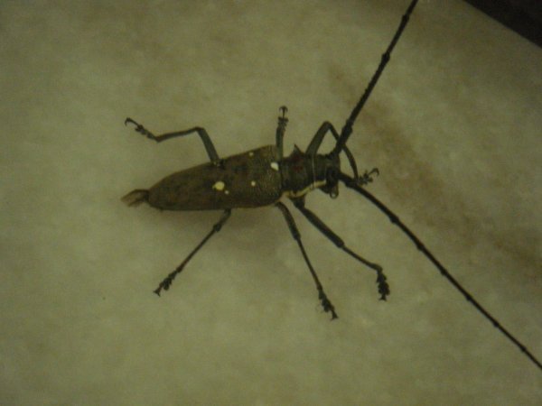 Big Bug...er