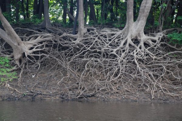 Roots, rock, river