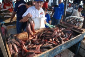 Fishing market (Santarem)