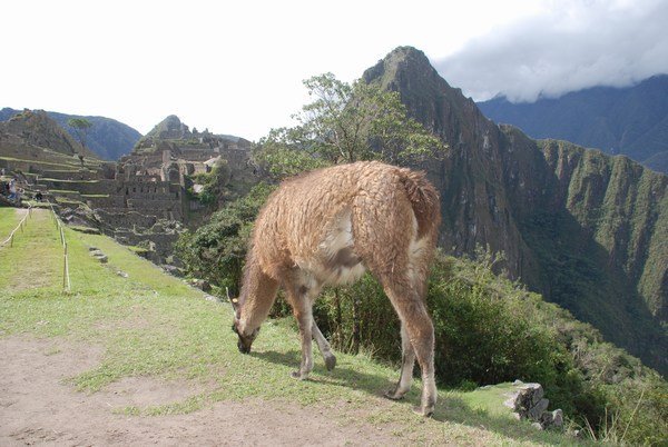 Bernard in front of the Machu Picchu