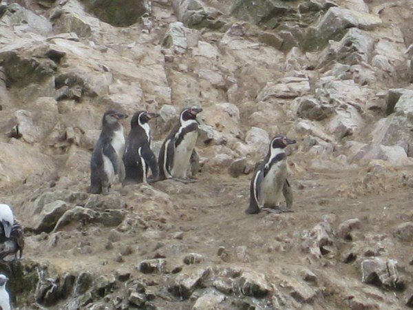 Penguins (Ballestas Islands)