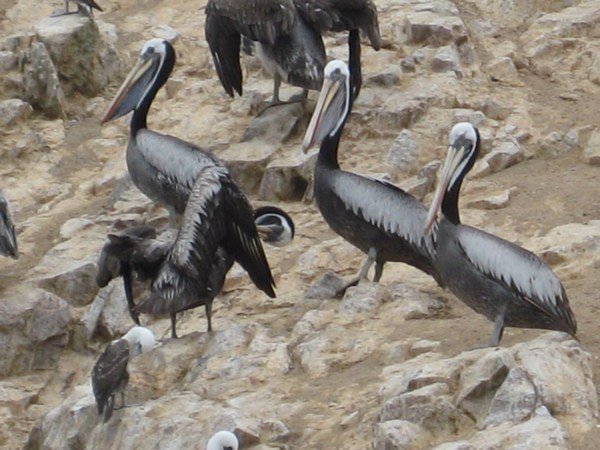 Pelicans (Islas Ballestas)