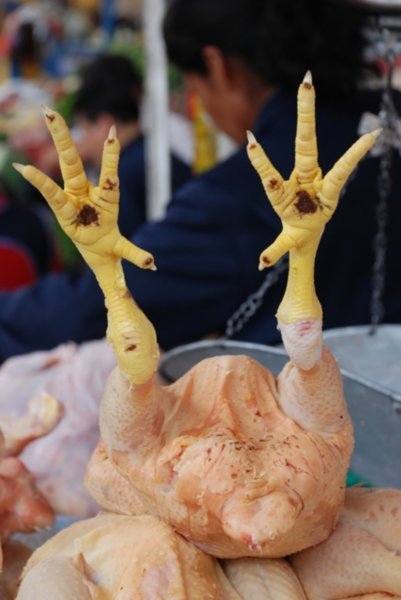 Chicken lifting the feet